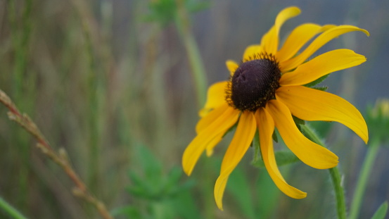 In the language of flowers a Black Eyed Susan is considered a sign of encouragement and justice.  The scientific name of these flowers is Rudbeckia horta.  The cone shaped center is usually brown or black and provides tiny black seeds.  Slugs, rabbits and deer love feeding on these as well as birds and other wildlife.  While they are native to Wastern and Central North America, they have been grown in the Western region and China.  This is also the State Flower of Maryland.