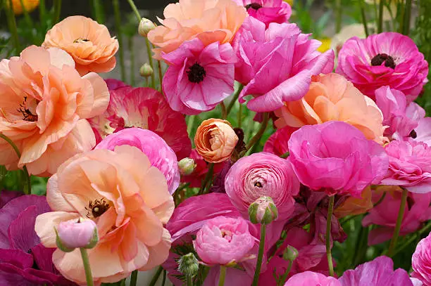 Photo of Persian buttercups, Ranunculus asiaticus, peach and pink