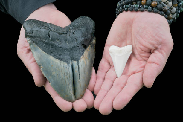 Large Megalodon Gemination VS Great White Shark Tooth stock photo