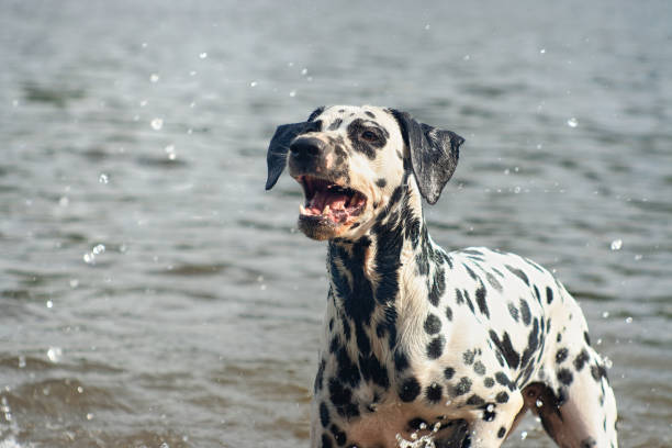 istock Wet Dalmatian dog barking in the splashes 1159511020