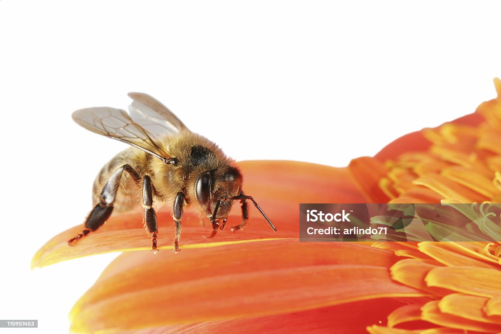 Honeybee and gerbera 01 - Foto de stock de Abeja libre de derechos