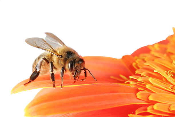 honeybee and gerbera 01 - flower single flower orange gerbera daisy fotografías e imágenes de stock