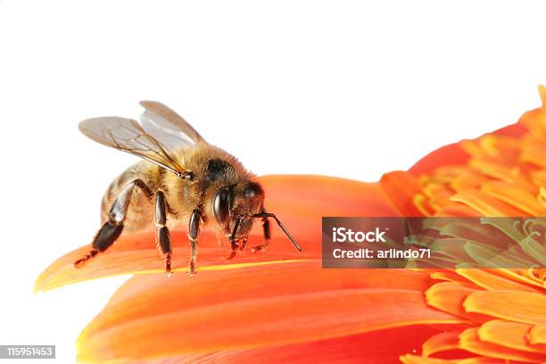 Honeybee And Gerbera 01 Foto de stock y más banco de imágenes de Abeja - Abeja, Flor, Recortable