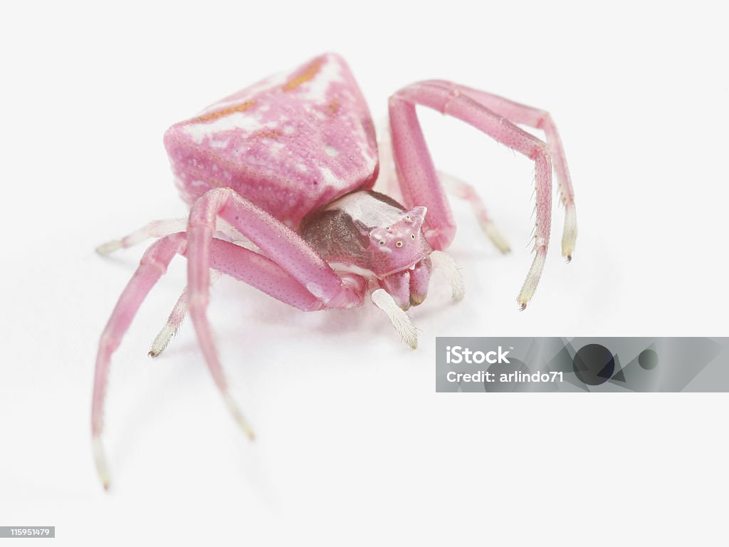 Pink crab spider 01  Animal Stock Photo