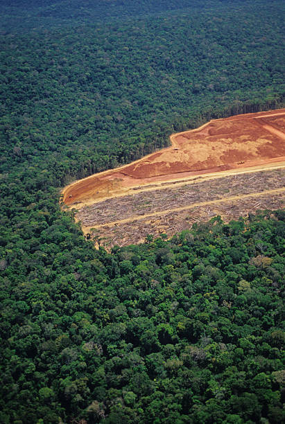 deforestación en el amazonas - deforestación desastre ecológico fotografías e imágenes de stock