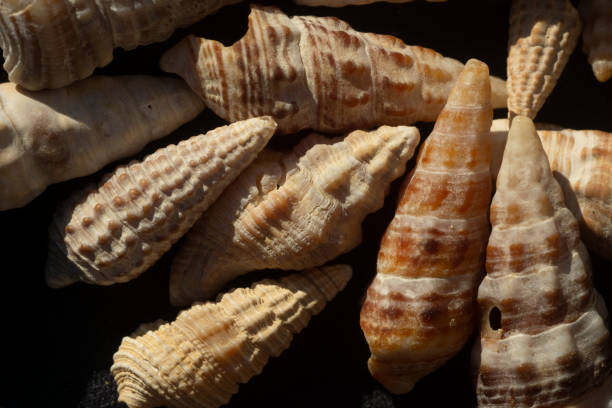 istock Seashells closeups from around the world 1159517907
