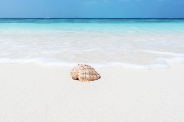 Subject: Close-up of a Tiger Cowrie seashell resting on a white sand beach.