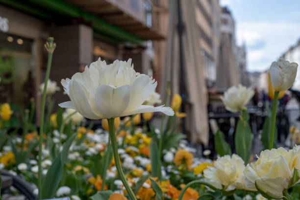 istock Flowers in the city 1159517963