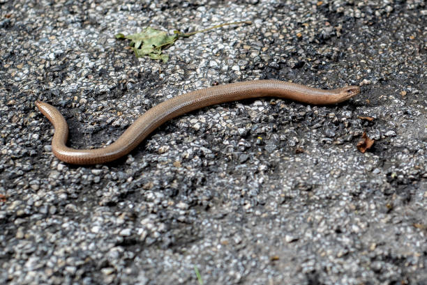 istock Anguis fragilis,  a legless lizards 1159517971