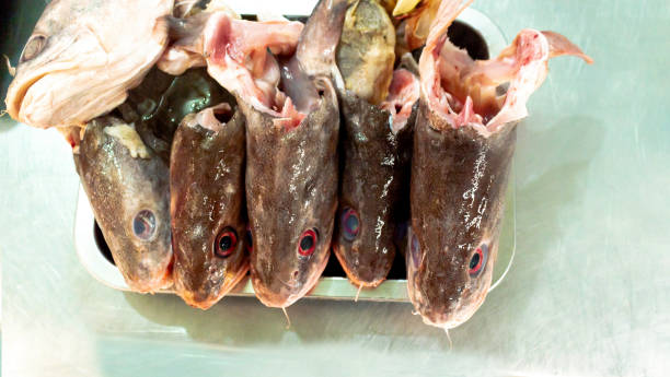 istock Raw fish heads isolated, ready for preparation 1159518130