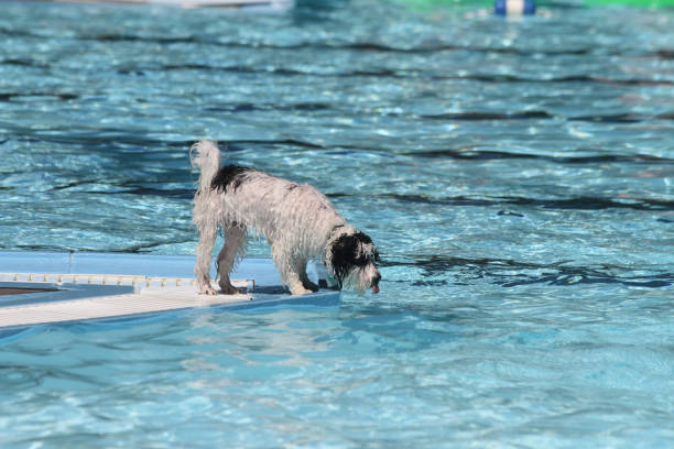 istock Dog playing in a swimming pool 1159518740