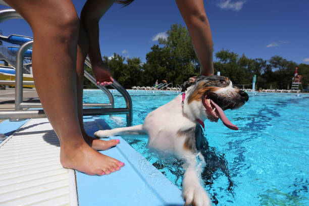 pies bawi się w basenie - lap pool zdjęcia i obrazy z banku zdjęć