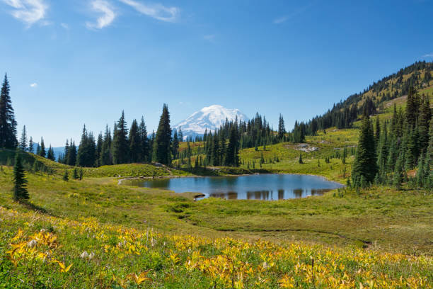 Summer Grassy Meadows with Stunning Views of Mount Rainier Naches Peak Loop Trail, Mount Rainier pacific crest trail stock pictures, royalty-free photos & images