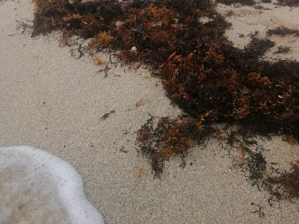 A closeup to sargassum in the coastlines.