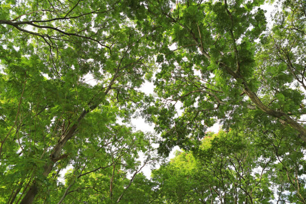 istock Tree leaf and branches in the garden against sky background. 1159519089