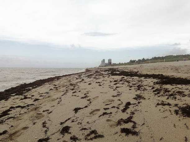 invasão de sargassum - iwo jima - fotografias e filmes do acervo