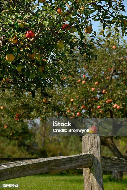 Foto de Apple Em Um Muro Post e mais fotos de stock de Abundância - Abundância, Agricultura, Alimentação Saudável