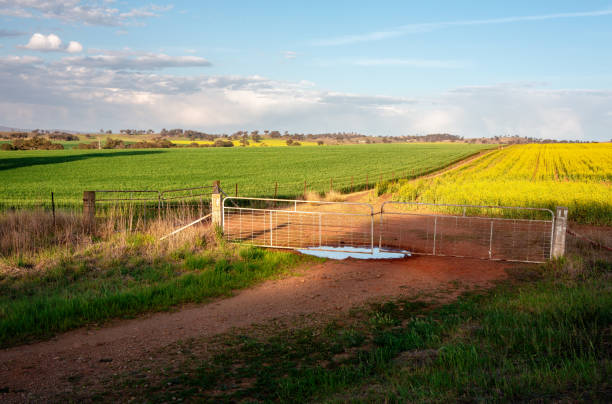 Farmlands growing crops in Cowra Farmlands growing crops of wheat and canola in rural Central West locality of Cowra cowra stock pictures, royalty-free photos & images