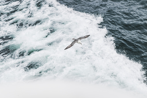One grey seagull flying over waves in motion and hunting for the fish. Marine bird life. Nature background.