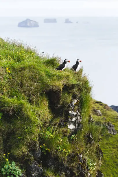Photo of Two birds Atlantic puffin in natural habitat in Vestmannaeyjar island. Fratercula arctica. Birds sitting on cliff in green grass with ocean view and islands on background.