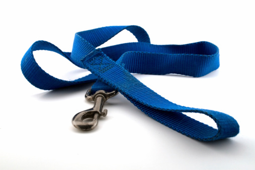 Blue Nylon Dog Leash isolated on a white background.