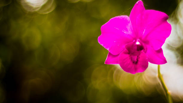 istock Light Pink Rose Flower blossom in summer 1159522773