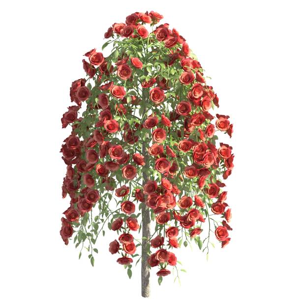 istock Rose bush 3d illustration isolated on the white background 1159523421