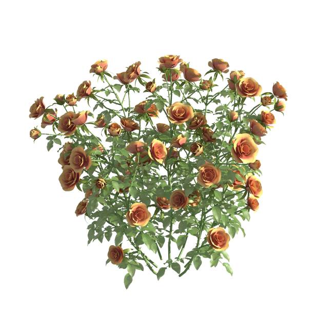 istock Rose bush 3d illustration isolated on the white background 1159523483