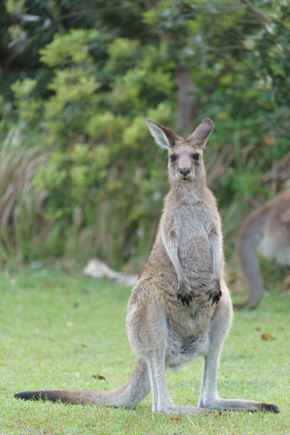 istock Wild kangaroos in Australia 1159523873