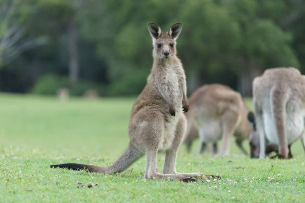 istock Wild kangaroos in Australia 1159523885