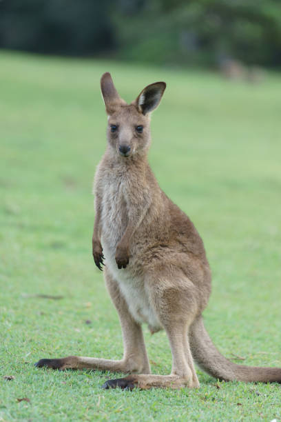 istock Wild kangaroos in Australia 1159523889