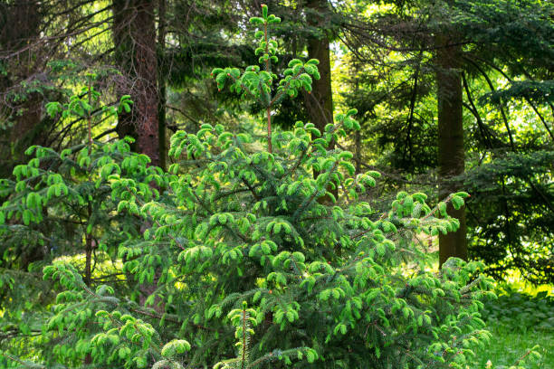 istock Coniferous forest in summer in sunny weather 1159524610
