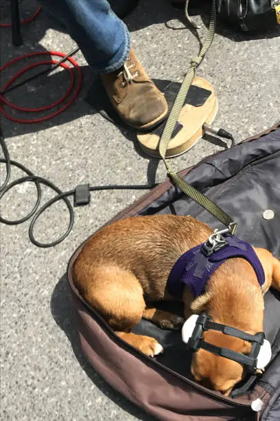 Photo of Image of homeless busker singer performer, singing and playing guitar music on streets on London for money with small mongrel dog wearing headphones to protect ears from noise and sleeping in guitar case in sunshine, cute pet dog with purple harness lead