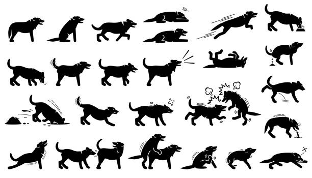 Dog actions, reactions, postures, and body languages. Illustrations depict dog standing, walking, running, jumping, eating, barking, and digging hole. It also depict dog sniffing and mating. back scratch stock illustrations