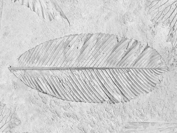 istock marks of leaf on gay concrete background 1159525836