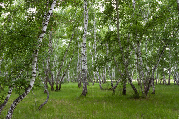 istock Green birch forest in summer 1159527915