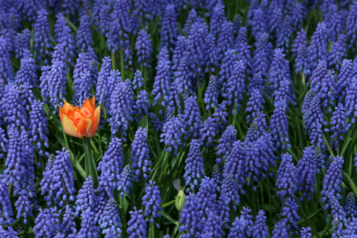 Single tulip in a field of purple grape hyacinths.