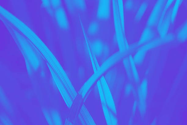 Phormium Leaves Nature Background in a Minimalist Monochrome or Duotone Look for a Modern Style.