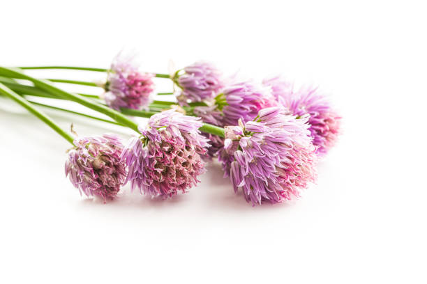 Chives with Flowers Chives with Flowers isolated on white background. chives allium schoenoprasum purple flowers and leaves stock pictures, royalty-free photos & images