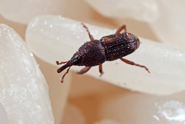istock Macro Photo of Rice Weevil or Sitophilus oryzae on Raw Rice 1159532030