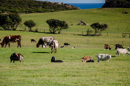 Cows and goats grazing on green hills by the sea