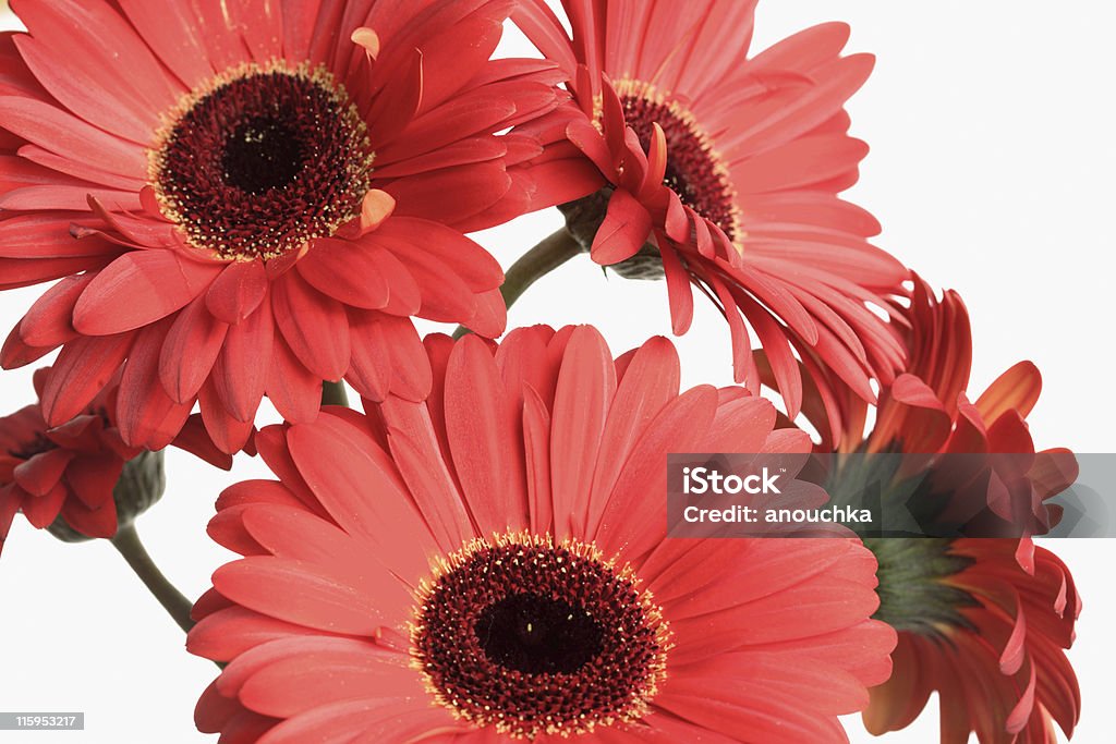 Buquê Gerbera vermelha - Foto de stock de Beleza royalty-free