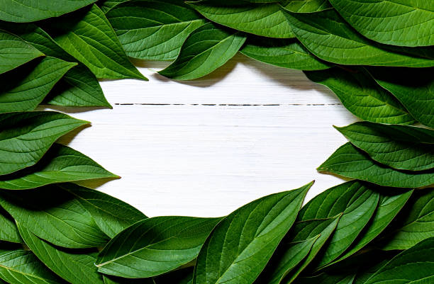 istock Green leaves frame on white wooden background. Copy space 1159532307