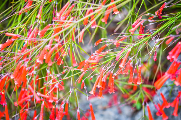 istock natural flowers close up within the spanish parks 1159533008