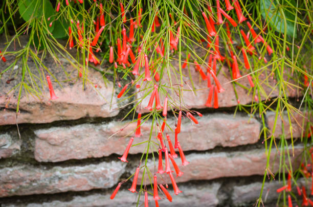 istock natural flowers close up within the spanish parks 1159533010