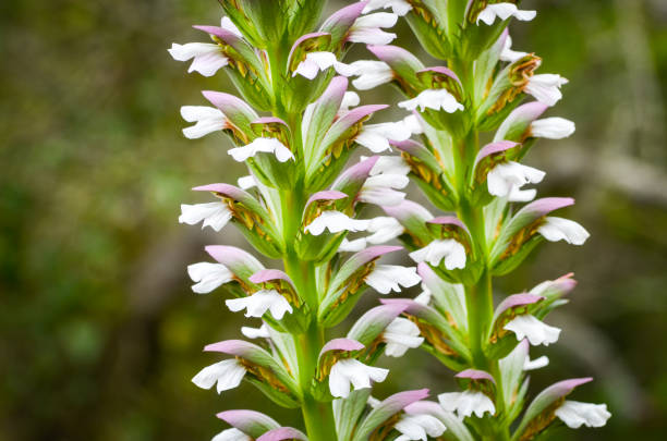 istock natural flowers close up within the spanish parks 1159533043
