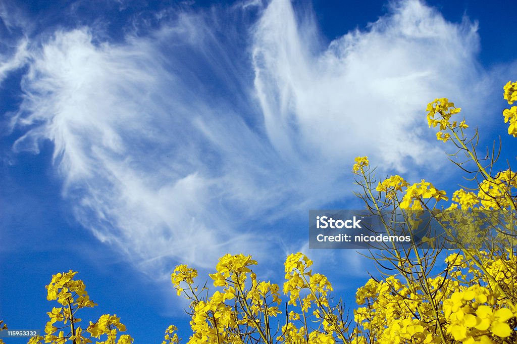 Gelbe Vergewaltigung Blumen unter blauem Himmel - Lizenzfrei Blau Stock-Foto