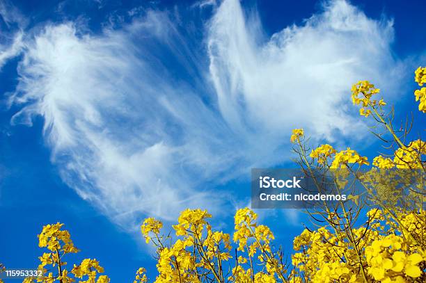 Giallo Stupro Fiori In Blue Sky - Fotografie stock e altre immagini di Ambientazione esterna - Ambientazione esterna, Blu, Cielo