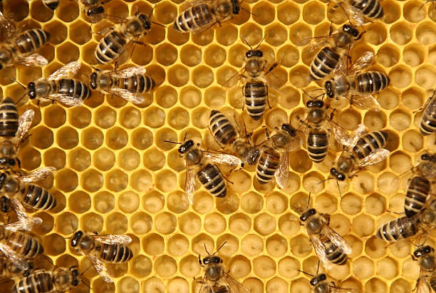 Close-up of bees working in a beehive comb with bees and larva - close up beehive photos stock pictures, royalty-free photos & images