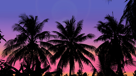 Coconut trees silhouette and colorful sky
